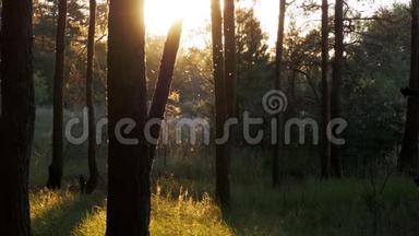 日落时森林的美丽自然